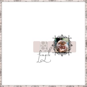 fragile compact